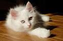 Nalle mit 10 Wochen